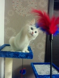 Синнер Эрнер Супер Пет, кошка, игрушка для кошки красочная жирная смешная кошачья полосатая палочка