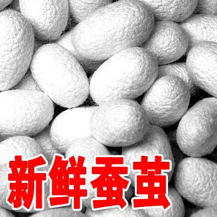 Свежий кокон из шелковика с шелкористыми куколками может производить мотыльки, шелковая шелковая шелковая живая шелковая червя Двойной дом кокон кокон можно накачать в виде образца шелковика