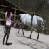 Đào tạo ngựa cinch thực hành cinch phù hợp với một loạt các reins cưỡi ngựa thể thao fouganza yên ngựa minecraft Môn thể thao cưỡi ngựa